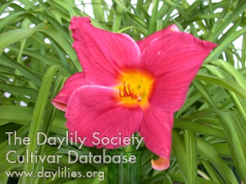 Daylily Laugh and Sing